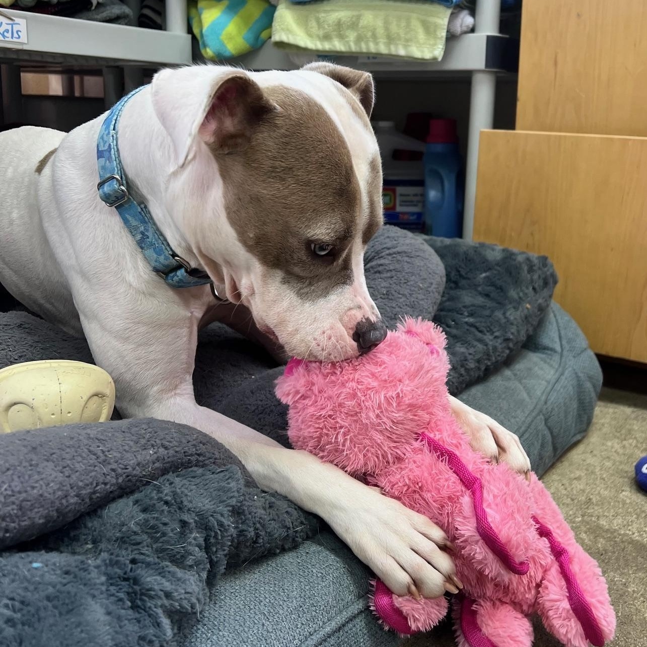 Enlarge Ivy, a Adoptable mixed breed in West Milford, NJ image 4/6