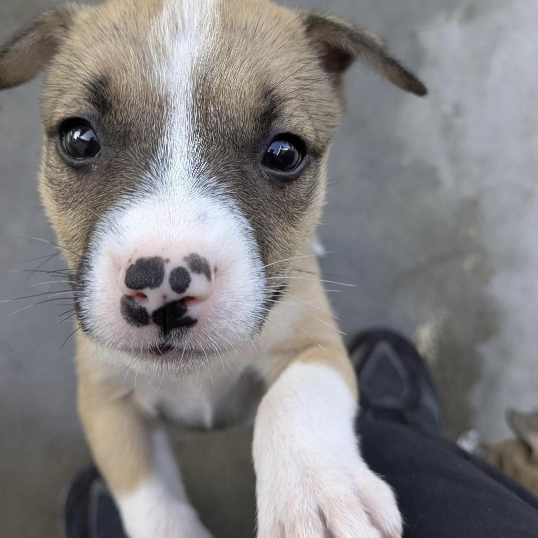 Enlarge Dot, an adopted mixed breed in Huntington Beach, CA image 1/1