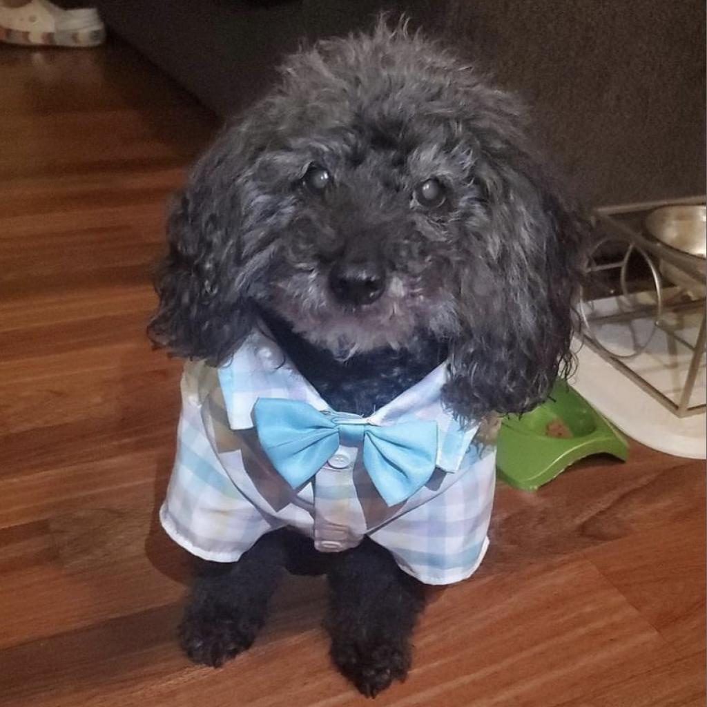 Enlarge Biggie - MISSING, a Adoptable Poodle in Sherwood, OR image 1/1