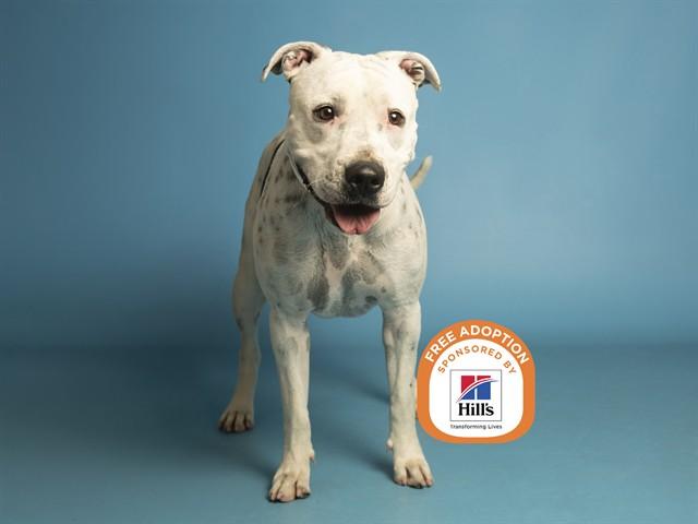 DOMINO, Adoptable, Young Female Pit Bull Terrier.
