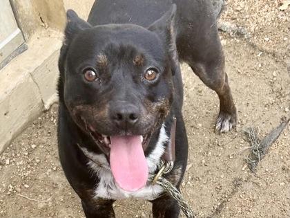 Celesta, adopted, Adult Female Mixed Breed.