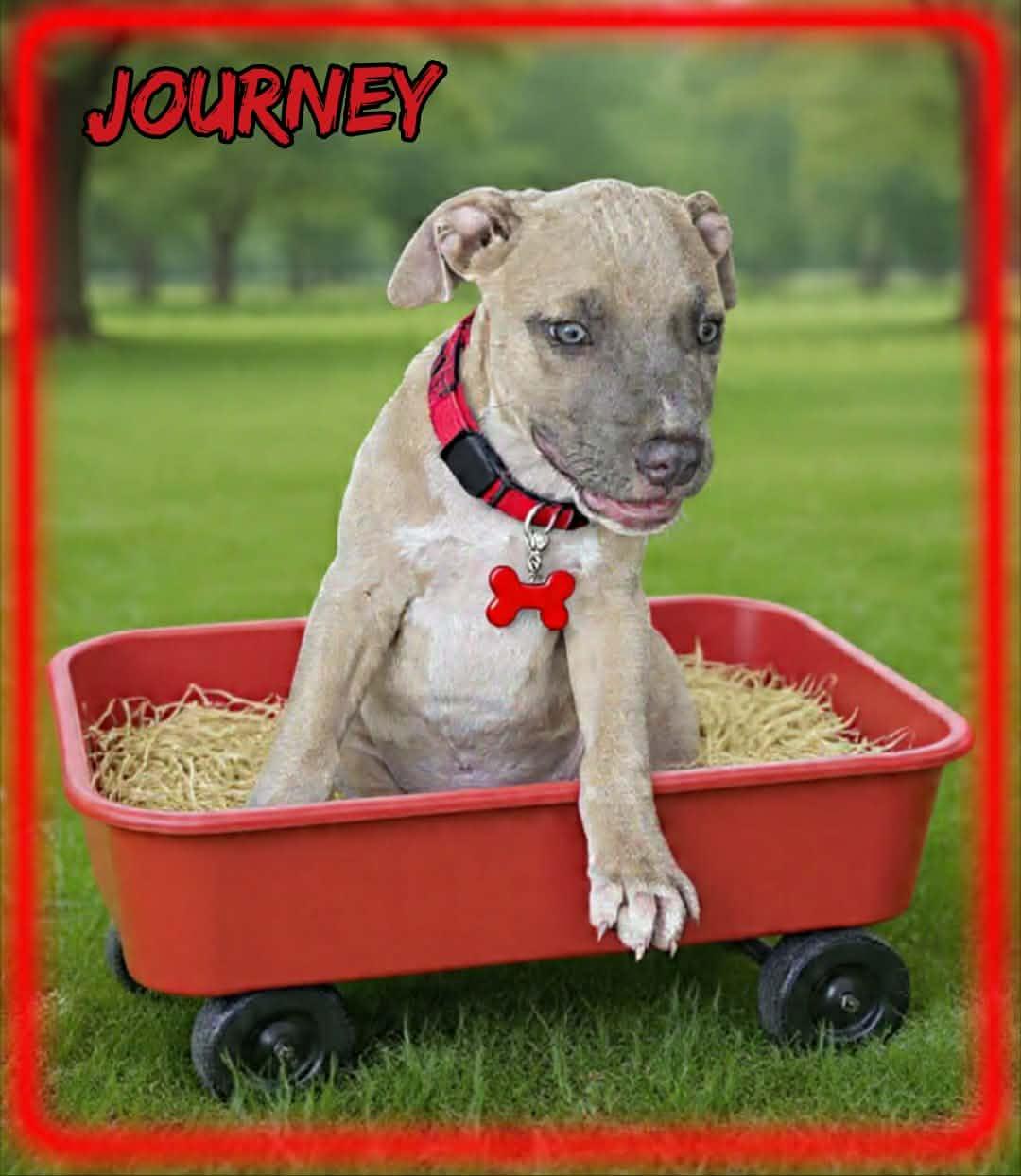 Enlarge Journey, a ADOPTABLE mixed breed in Grove, OK image 2/3