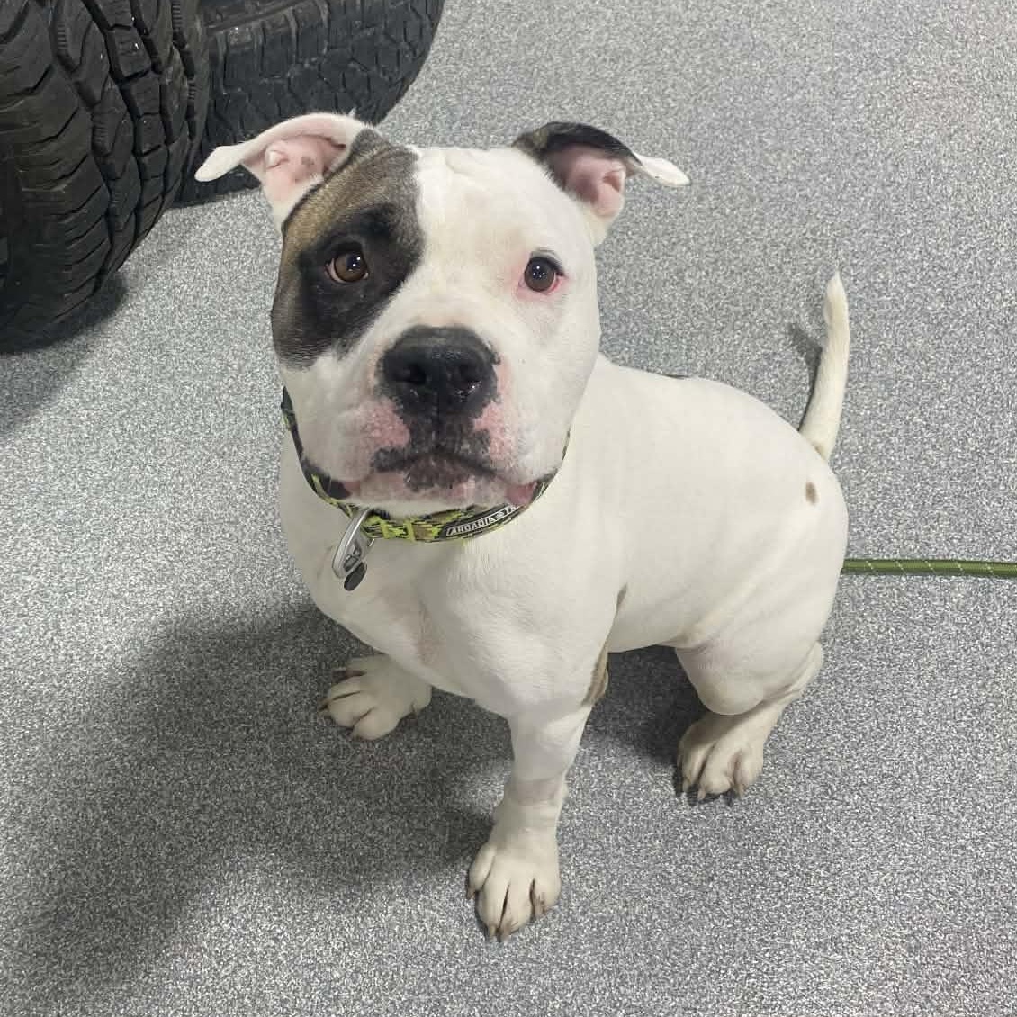 Big Boy , ADOPTABLE, Young Male American Bulldog.