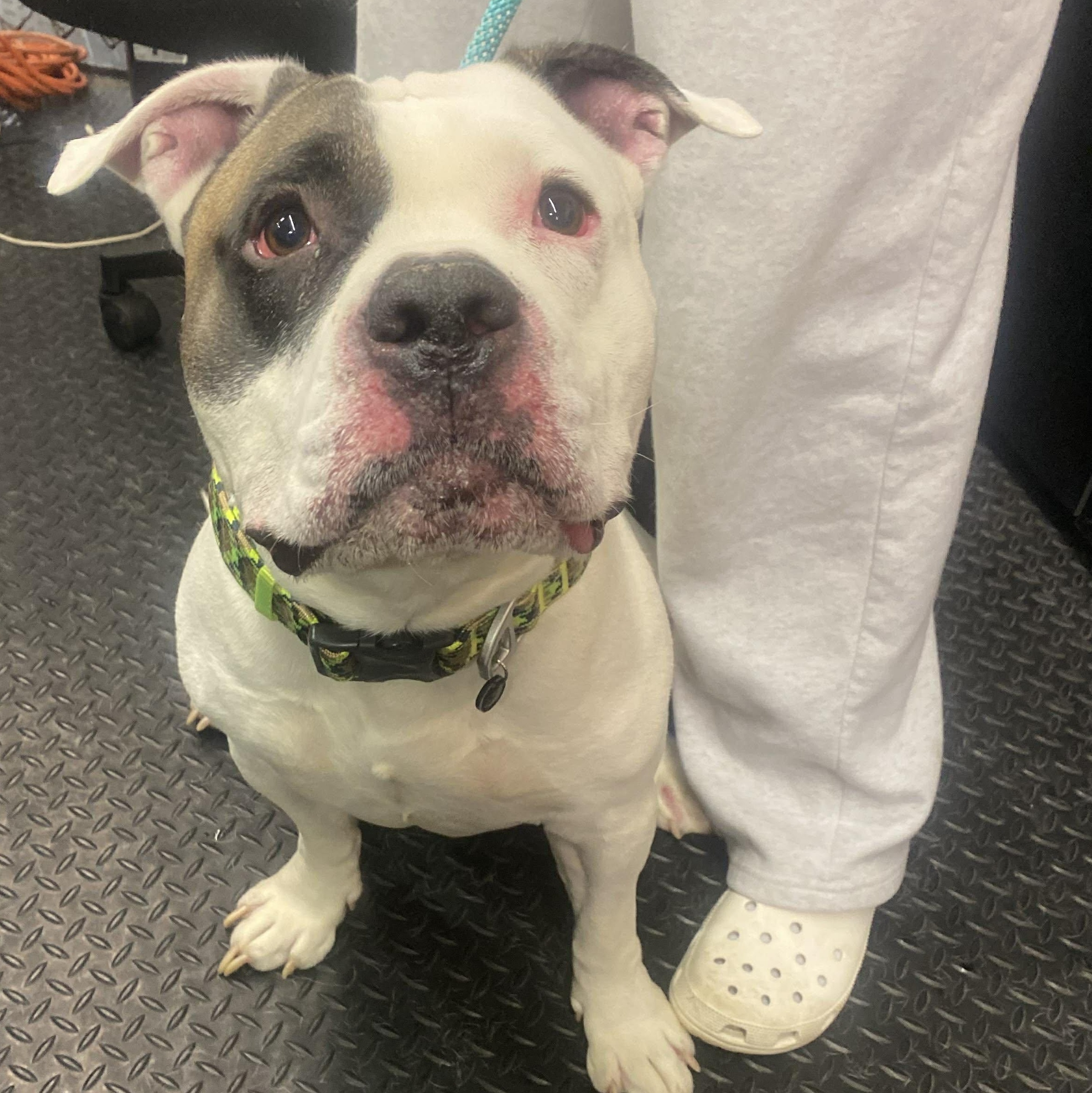 Big Boy , ADOPTABLE, Young Male American Bulldog.