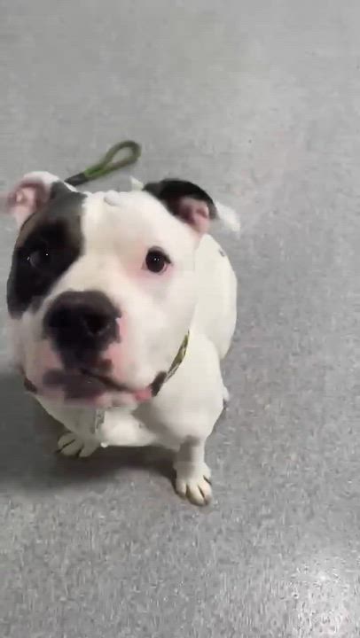 Enlarge Big Boy , a ADOPTABLE mixed breed in Plainfield, IL video 4/4