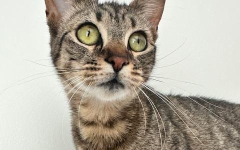 Clara, a ADOPTABLE American Shorthair in Belmont, NC image 2/6