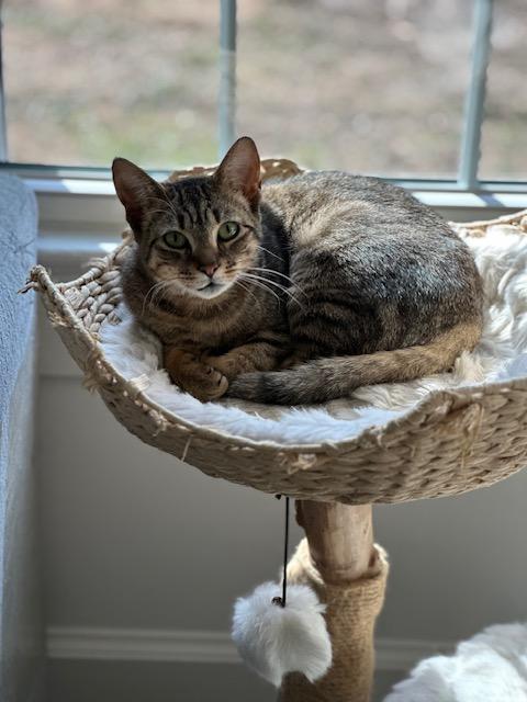 Clara, a ADOPTABLE American Shorthair in Belmont, NC image 4/6