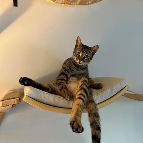 Clara, a ADOPTABLE American Shorthair in Belmont, NC image 6/6