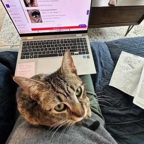 Clara, a ADOPTABLE American Shorthair in Belmont, NC image 5/6