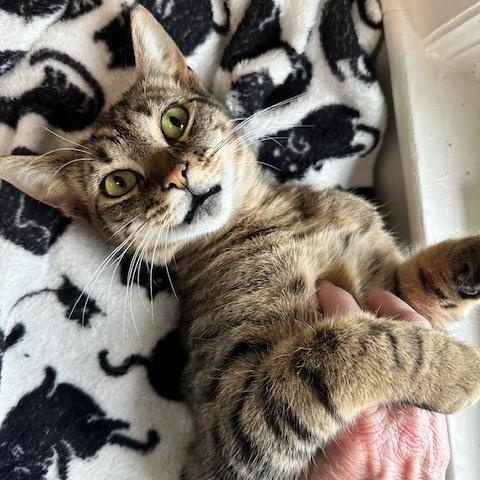 Clara, ADOPTABLE, Kitten Female American Shorthair.