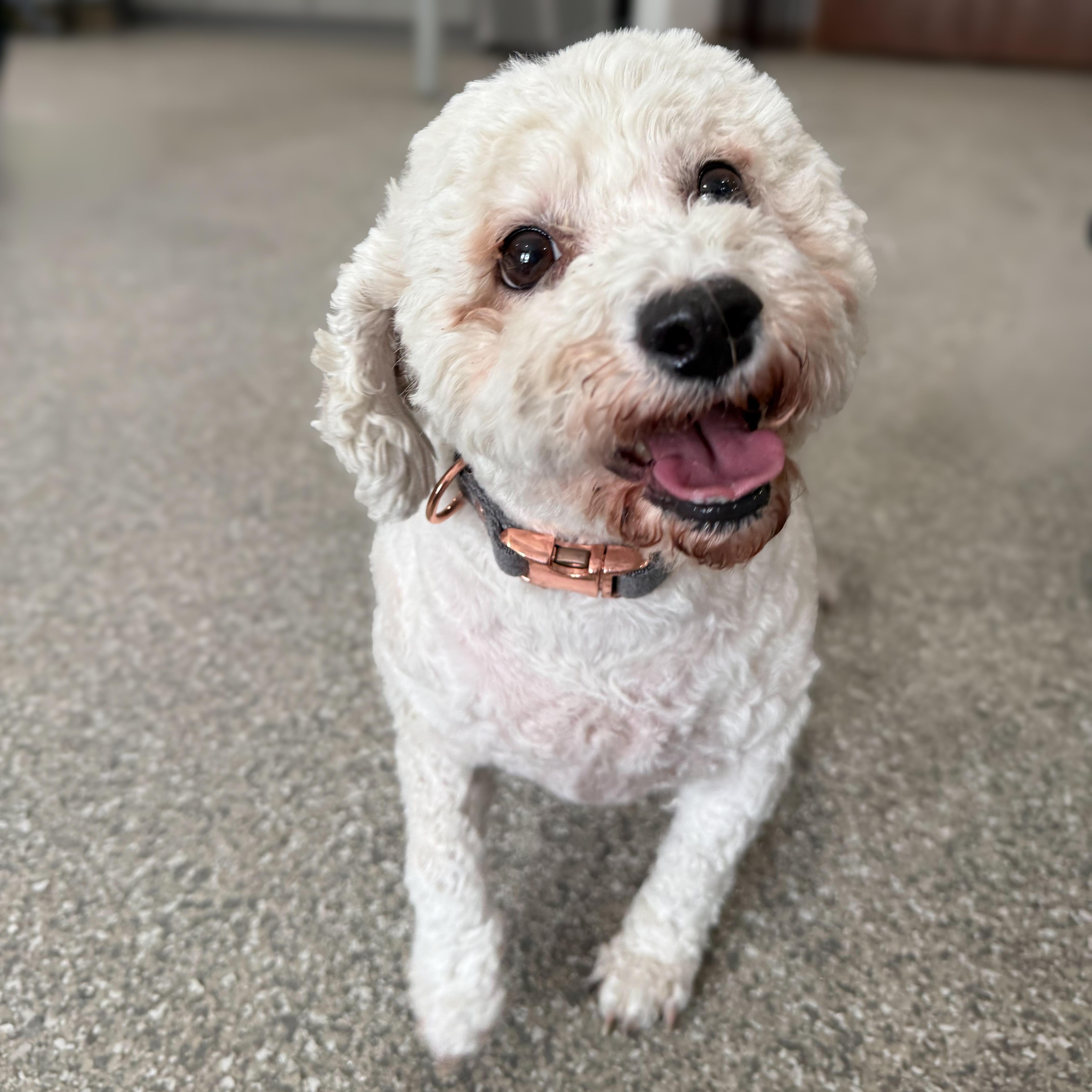 Berkeley, adoptable, Adult Female Poodle.