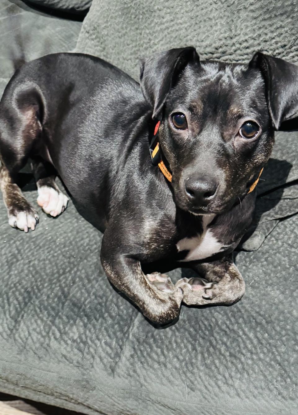 Mary Jo, Adoptable, Young Female Dachshund & Chihuahua.