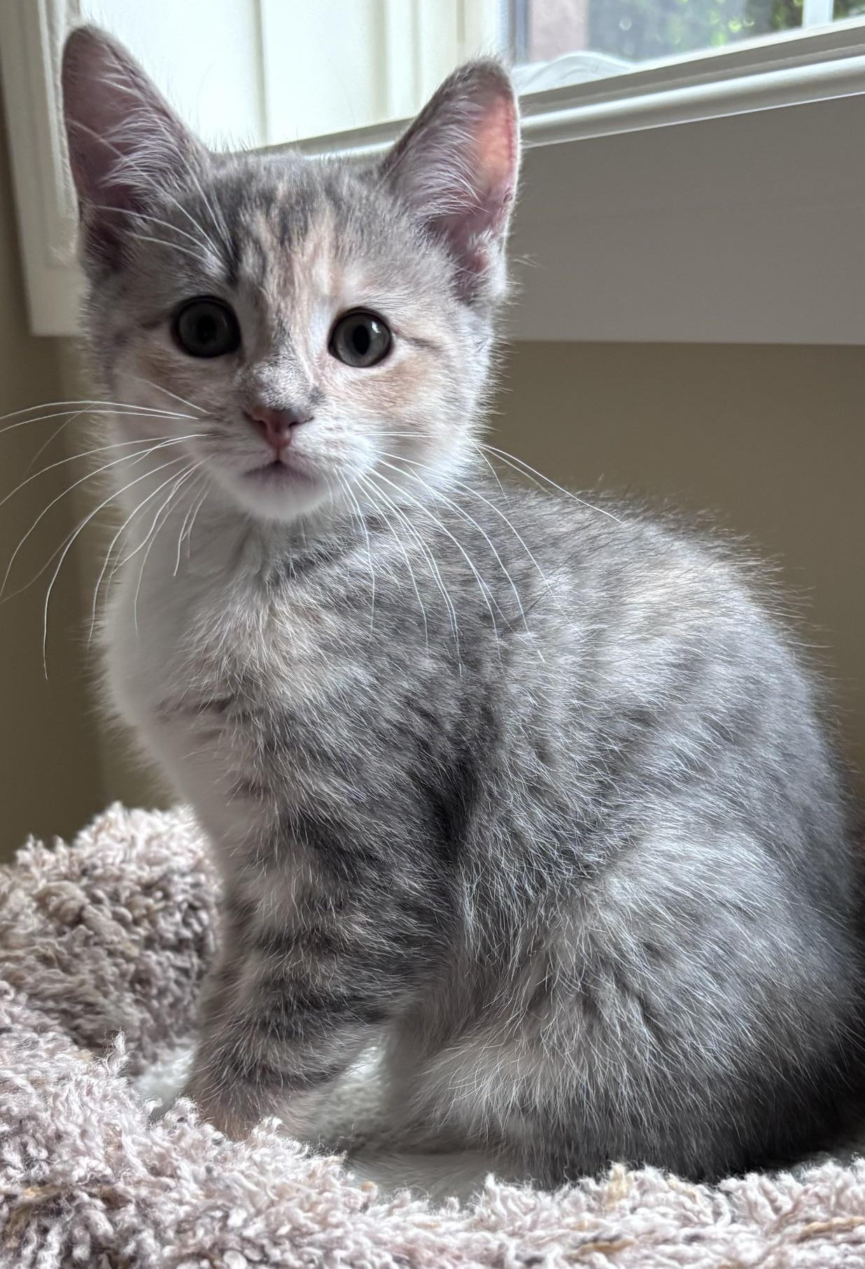 Enlarge Kiki, an adopted mixed breed in Lake Orion, MI image 1/3