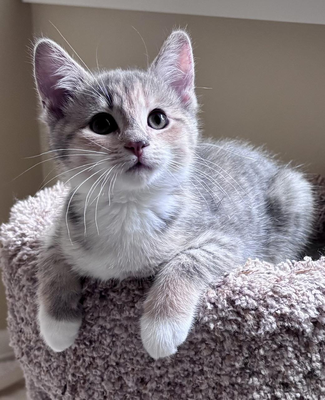Enlarge Kiki, an adopted mixed breed in Lake Orion, MI image 3/3