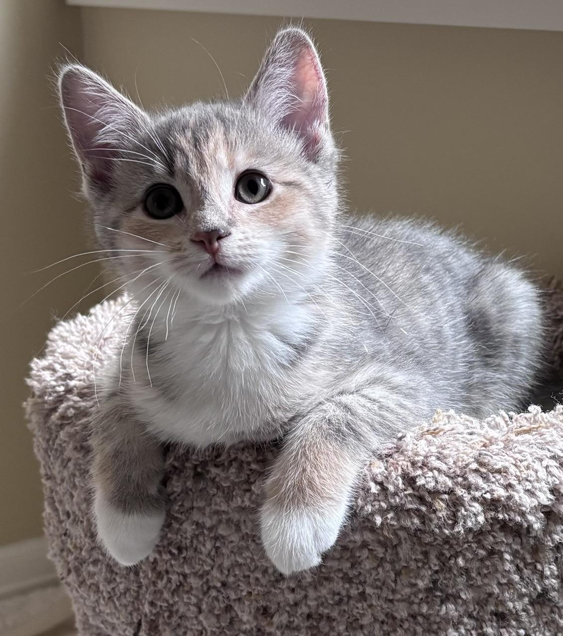 Enlarge Kiki, an adopted mixed breed in Lake Orion, MI image 2/3