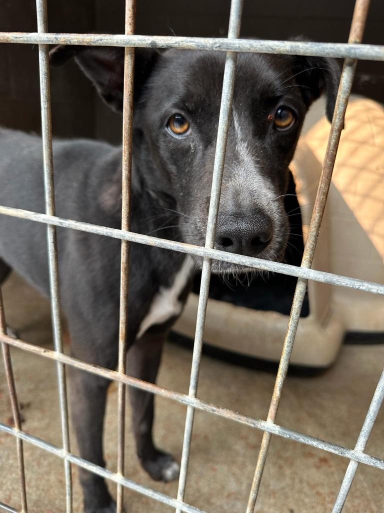 Eli, a Adoptable mixed breed in Russellville, KY image 1/5