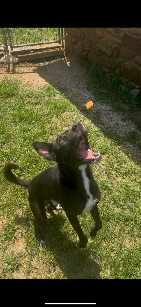 Eli, Adoptable, Adult Male Mixed Breed.