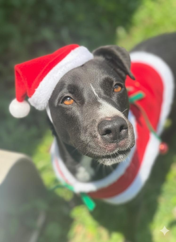 Enlarge Eli, a Adoptable mixed breed in Russellville, KY image 2/6