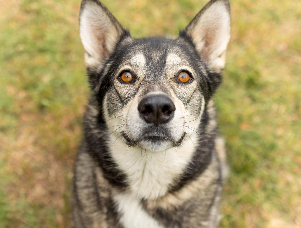Dani, Adoptable, Adult Female Husky.