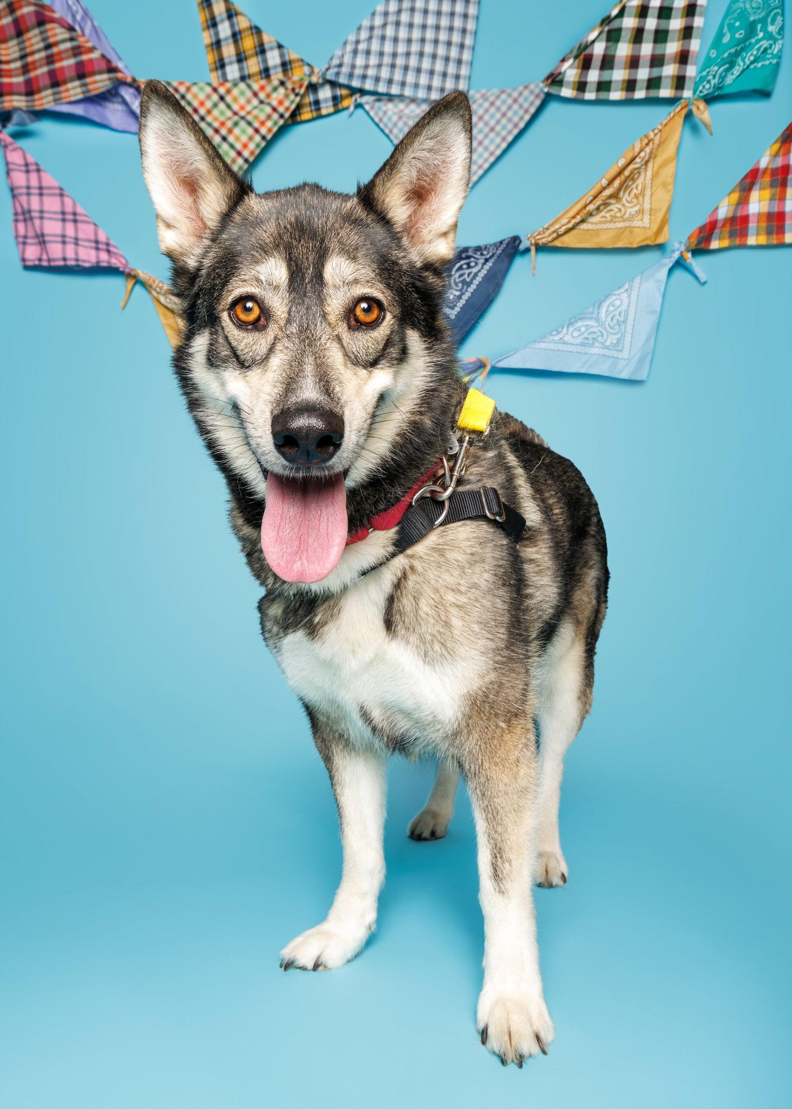 Dani, a Adoptable Husky in Durham, NC image 2/3