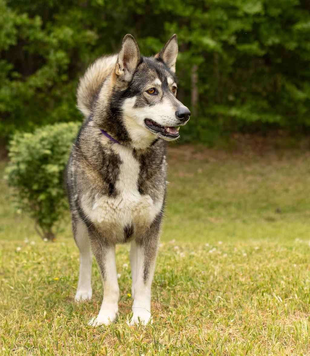 Dani, a Adoptable Husky in Durham, NC image 3/3
