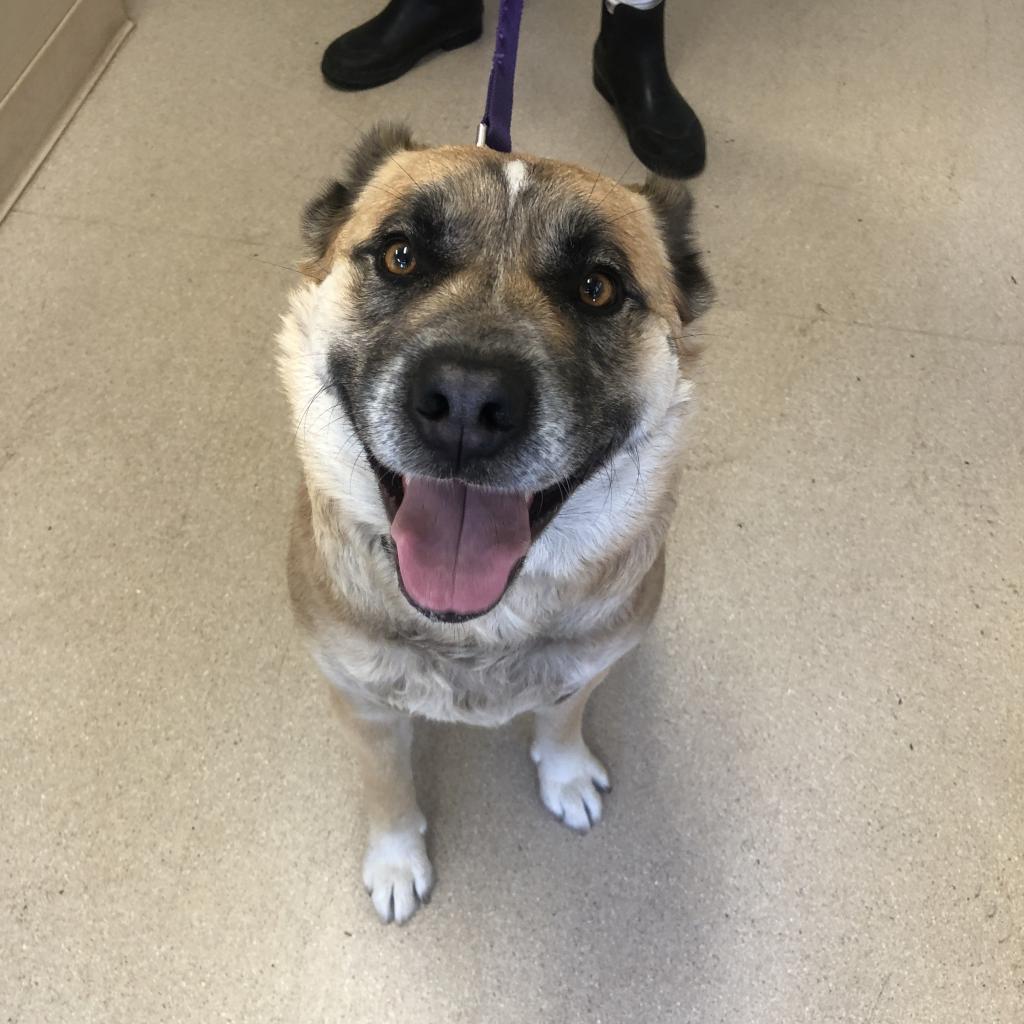 Enlarge Layla, a Adoptable mixed breed in Fort Bragg, CA image 2/3