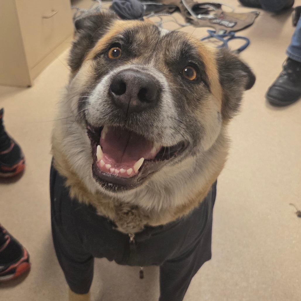 Enlarge Layla, a Adoptable mixed breed in Fort Bragg, CA image 3/3