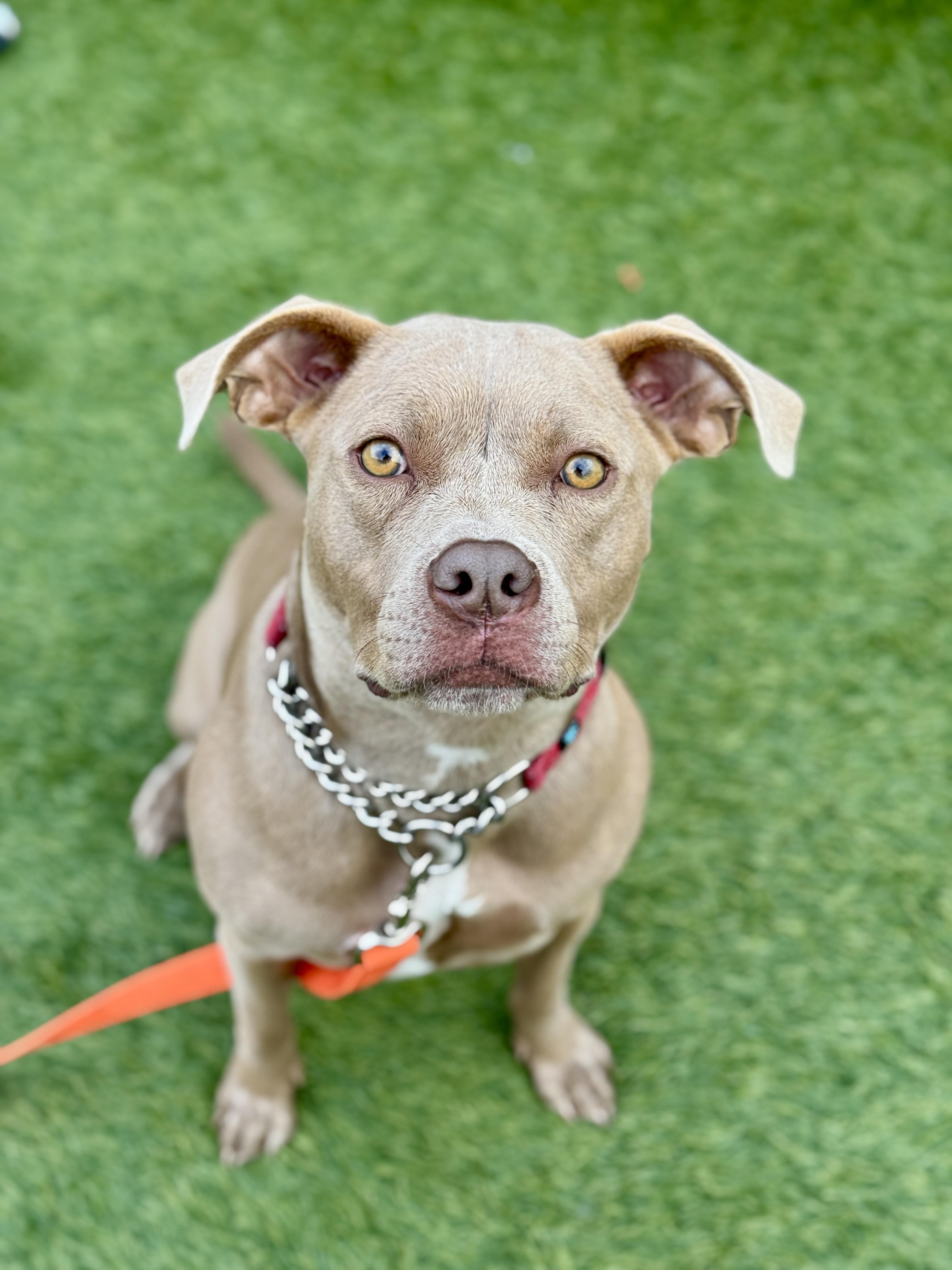 Meadow, Adoptable, Adult Female Pit Bull Terrier.