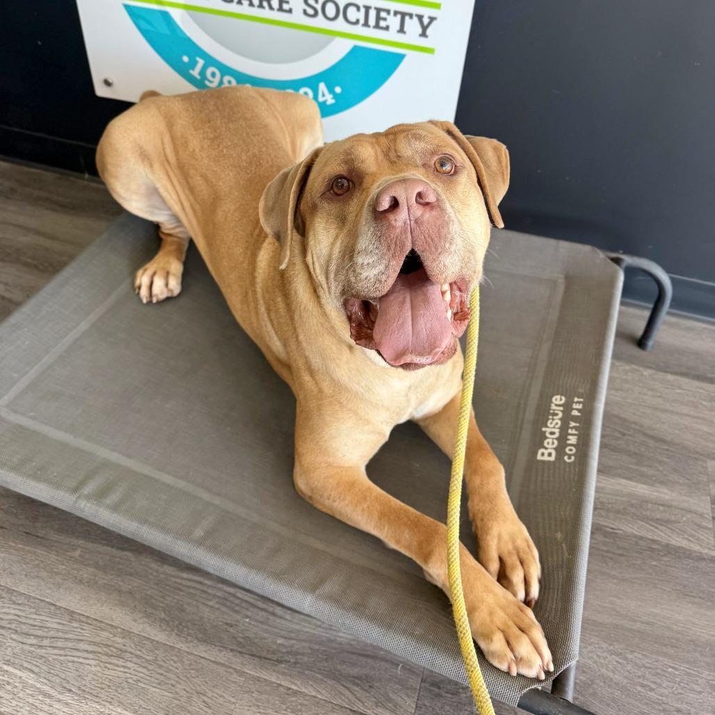 Enlarge Lord, a Adoptable mixed breed in Louisville, KY image 1/6