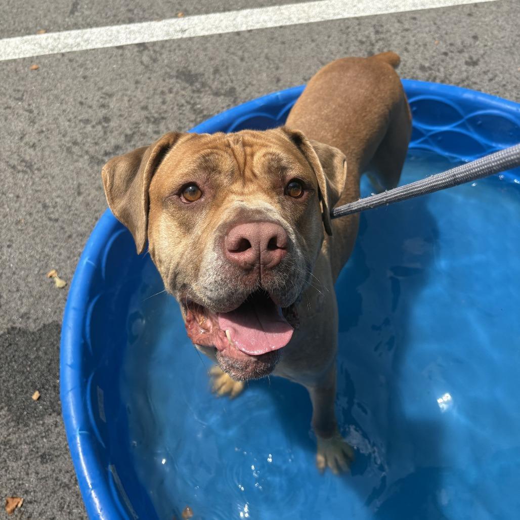 Enlarge Lord, a Adoptable mixed breed in Louisville, KY image 2/6