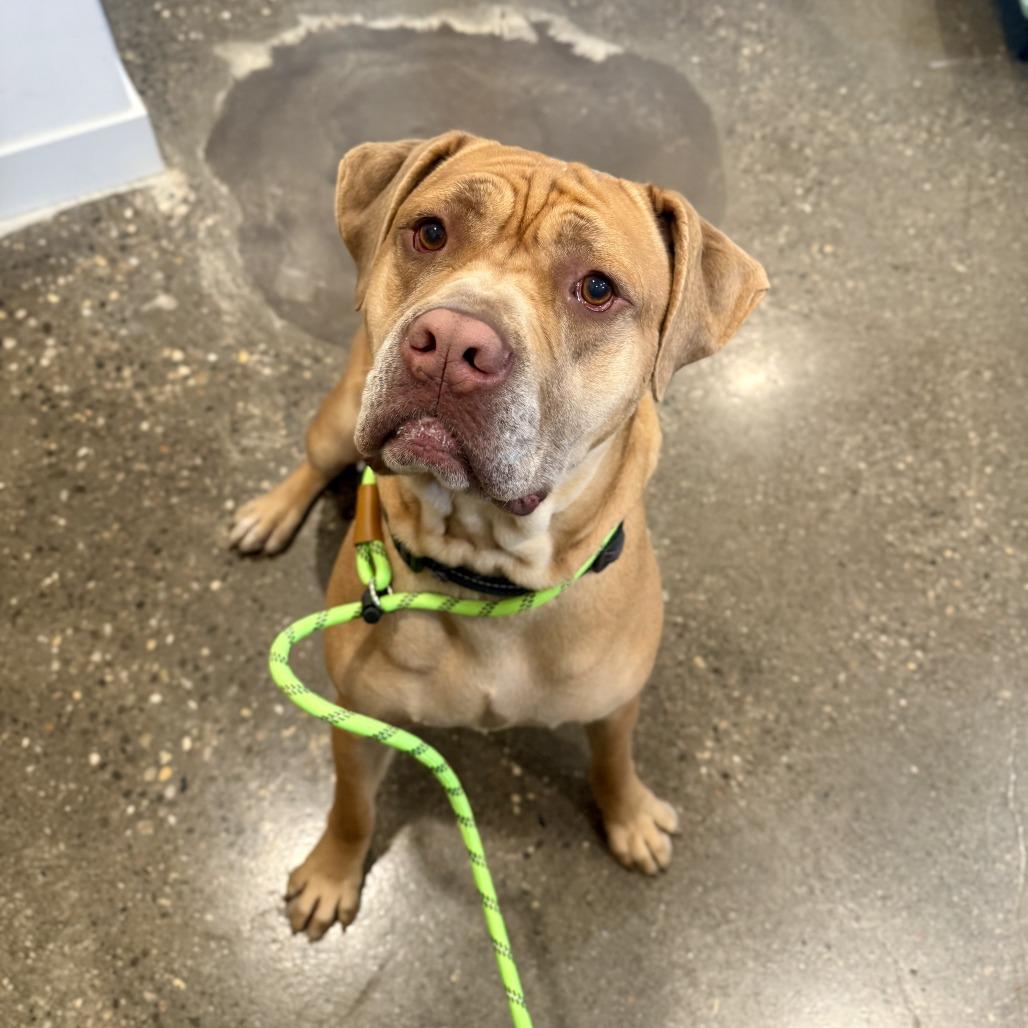 Enlarge Lord, a Adoptable mixed breed in Louisville, KY image 3/6