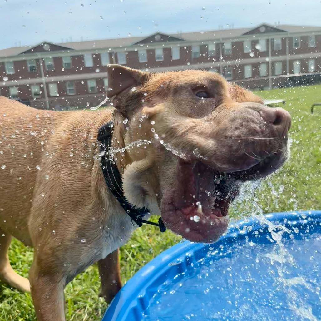 Enlarge Lord, a Adoptable mixed breed in Louisville, KY image 5/6