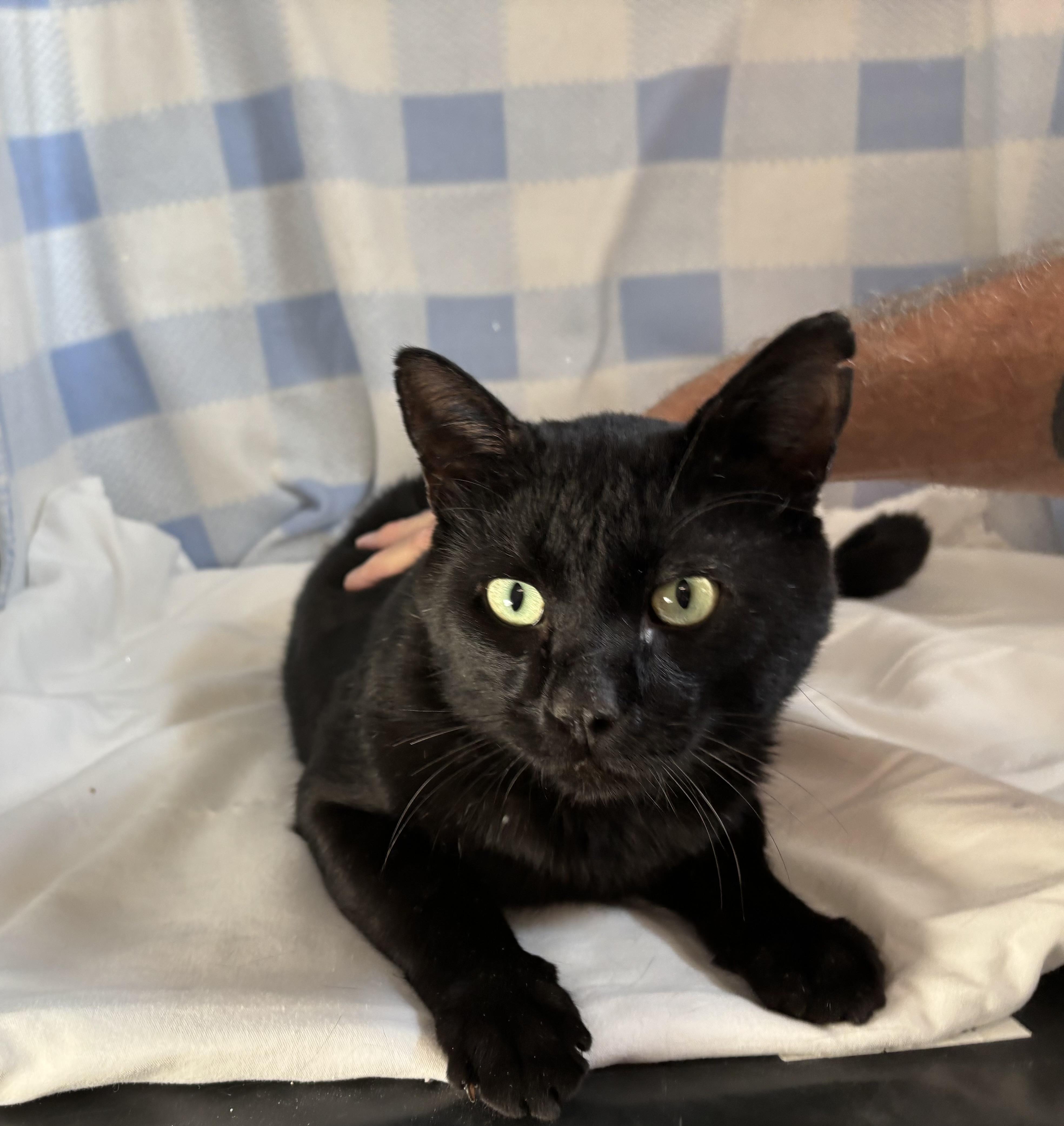 Baloo, an adoptable Domestic Short Hair in Torrington, WY, 82240 | Photo Image 1
