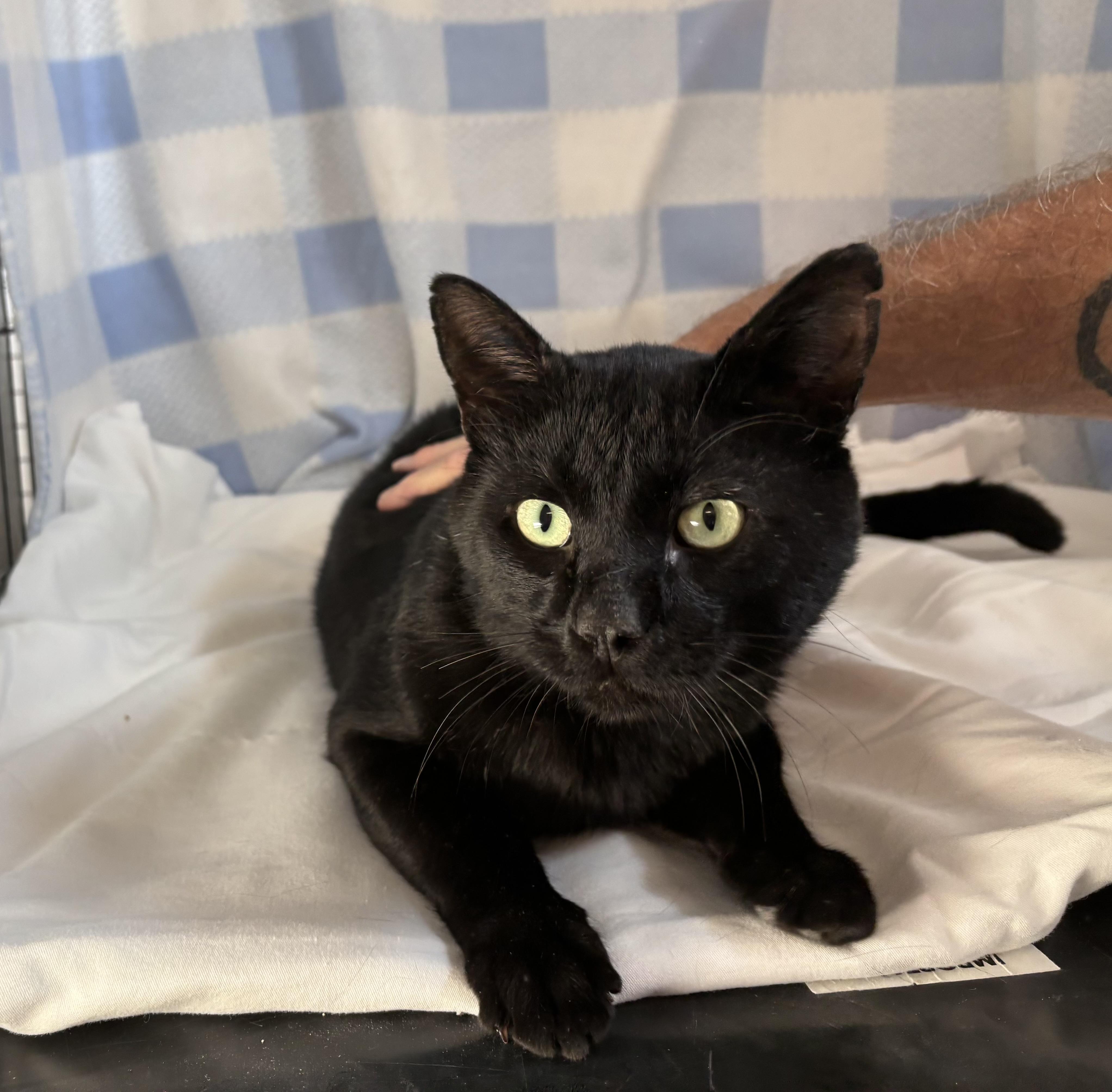 Baloo, an adoptable Domestic Short Hair in Torrington, WY, 82240 | Photo Image 2