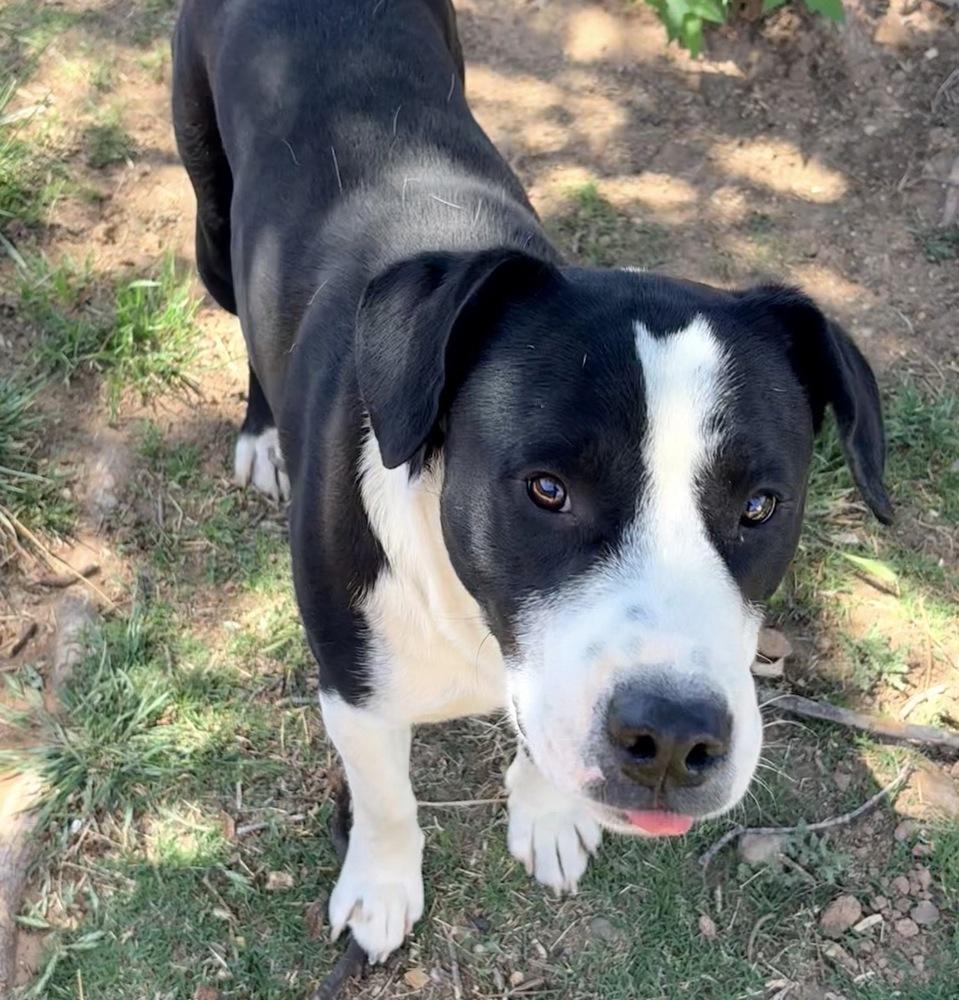 Chase, Adoptable, Young Male Pit Bull Terrier & Labrador Retriever.
