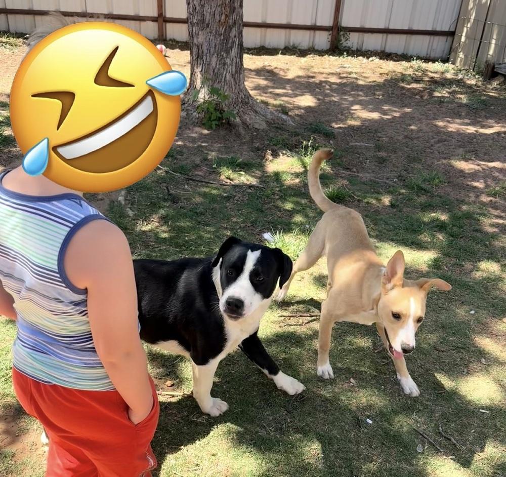 Chase, a Adoptable mixed breed in Clovis, NM image 2/6