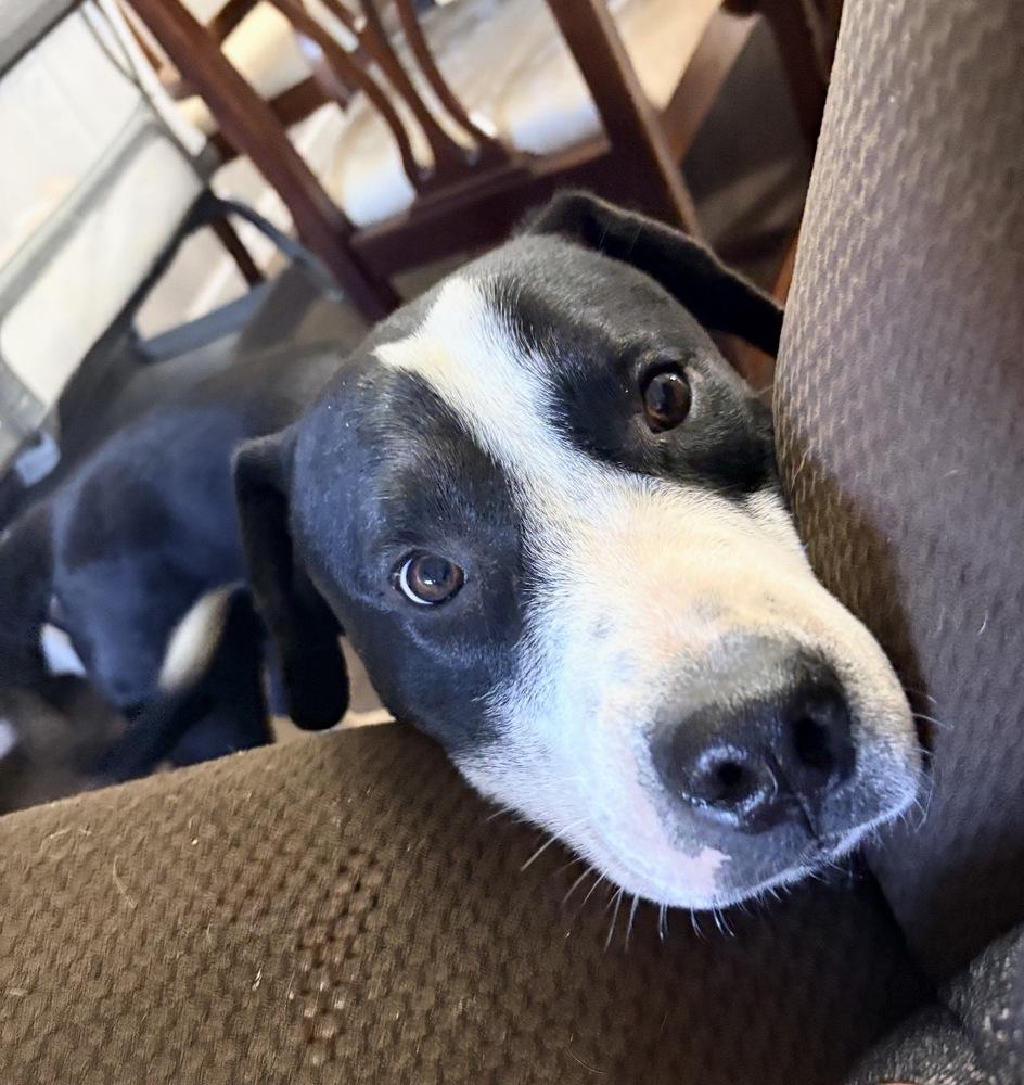Chase, a Adoptable mixed breed in Clovis, NM image 4/6