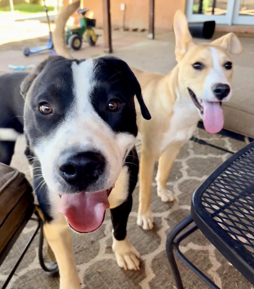 Chase, a Adoptable mixed breed in Clovis, NM image 5/6