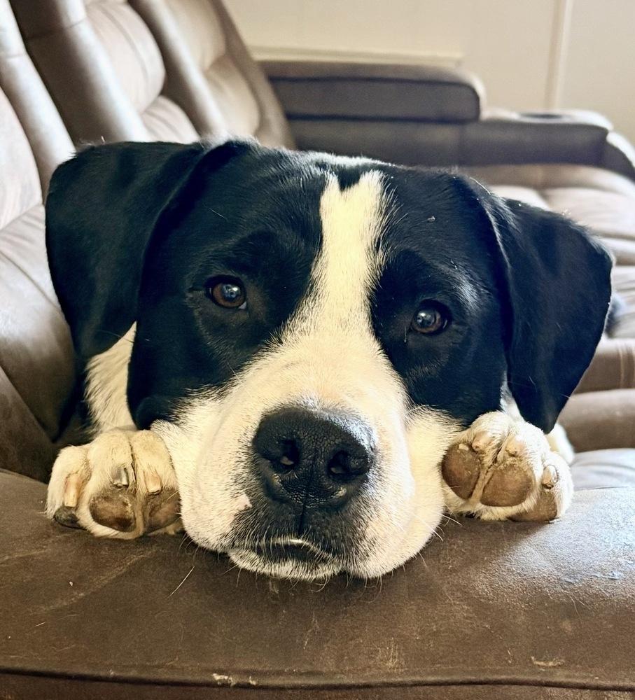 Chase, a Adoptable mixed breed in Clovis, NM image 6/6