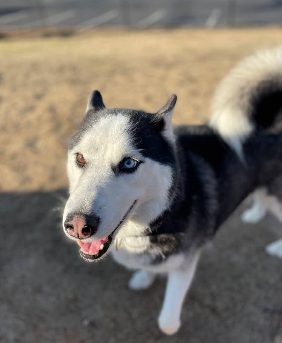 Zay - a stunning & perfect boy!