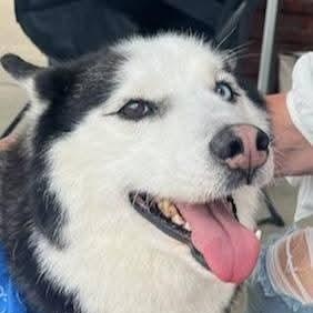 Zay - a stunning & perfect boy!