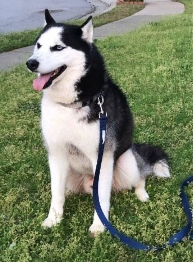 Zay - a stunning & perfect boy!