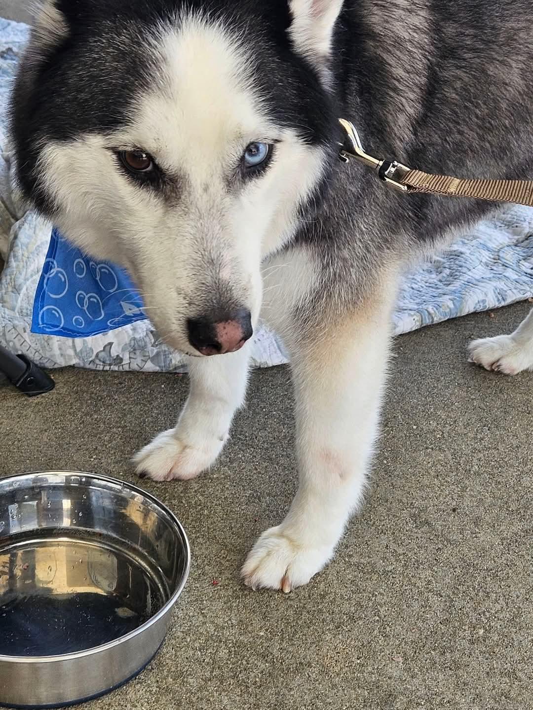 Zay - a stunning & perfect boy!