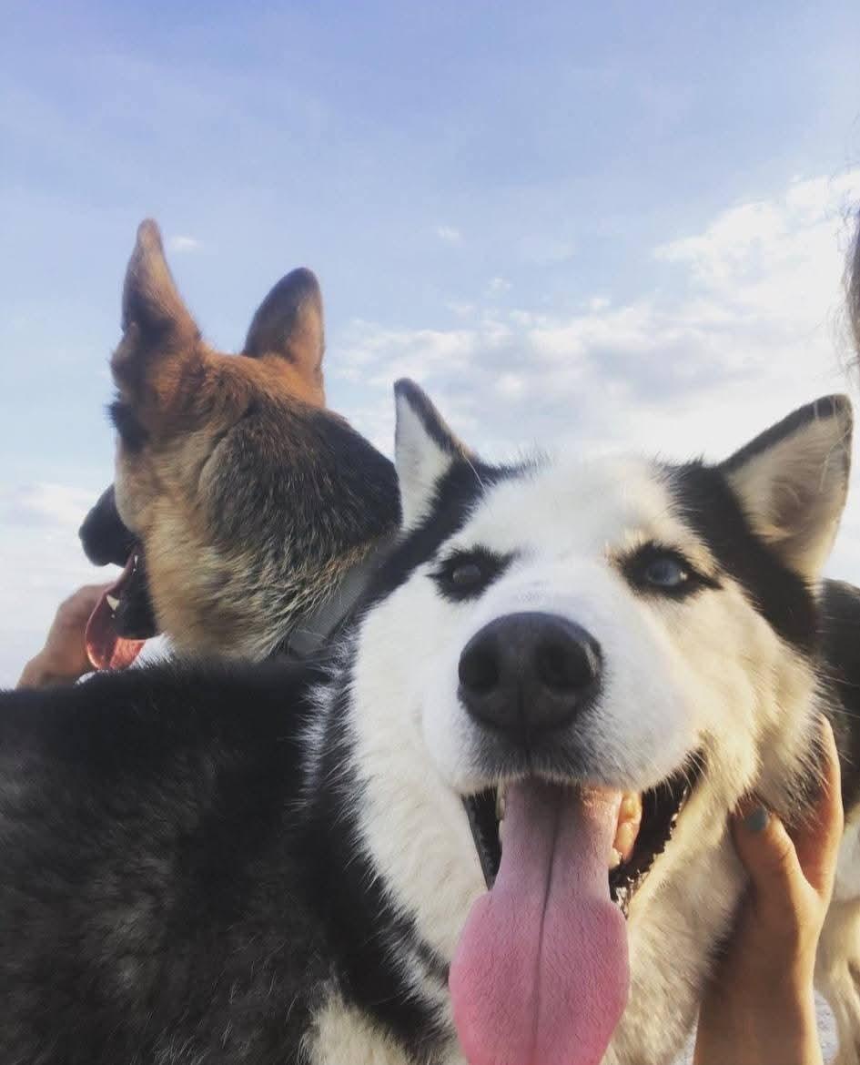 Zay - a stunning & perfect boy!