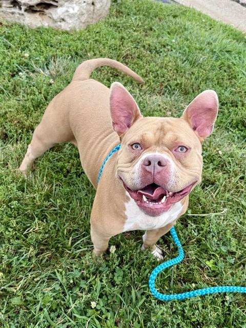 WALTOU, Adoptable, Young Male American Bulldog & Mixed Breed.