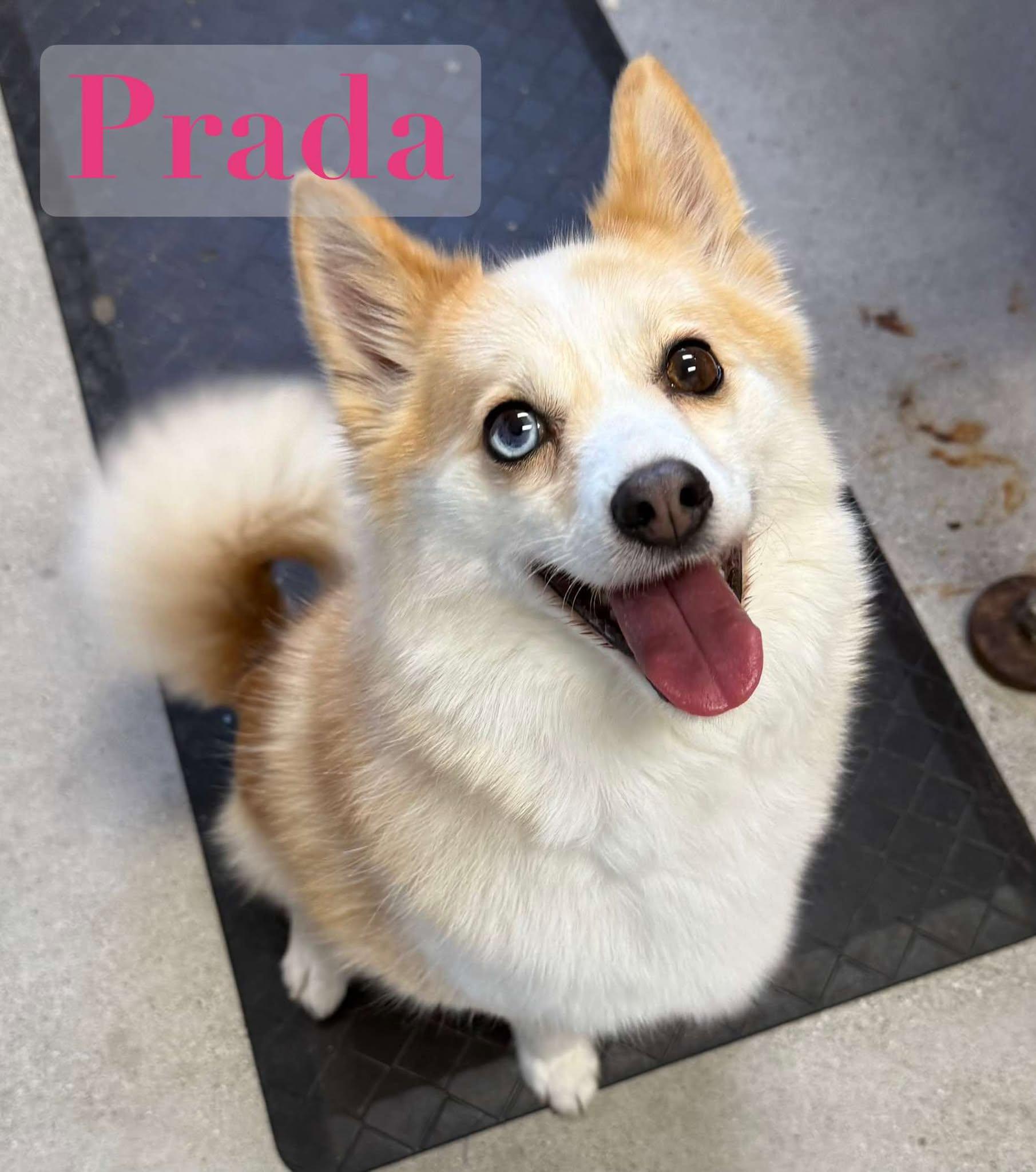 Prada