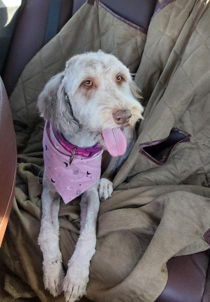 Maggie the Modest 51323