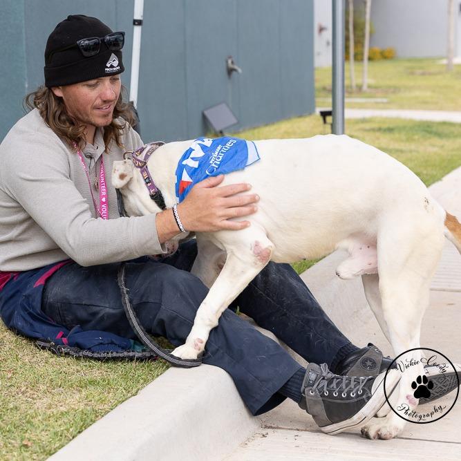 Luca, Adoptable, Adult Male Mixed Breed.