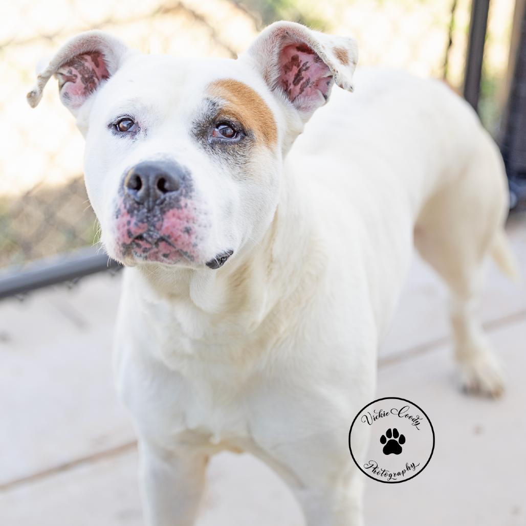 Luca, Adoptable, Adult Male American Staffordshire Terrier.
