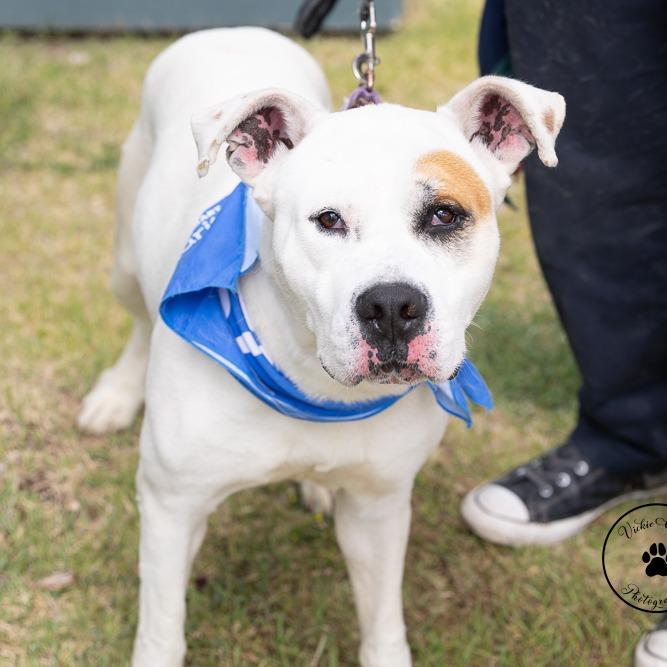 Enlarge Luca, a Adoptable Mixed Breed in Abilene, TX image 3/6
